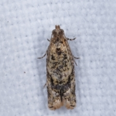 Isochorista ranulana (A Tortricid moth) at Melba, ACT - 1 Mar 2021 by kasiaaus