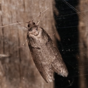 Oenochroa and Artiastis (genera) at Melba, ACT - 1 Mar 2021 09:18 PM