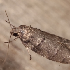 Oenochroa and Artiastis (genera) at Melba, ACT - 1 Mar 2021 09:18 PM