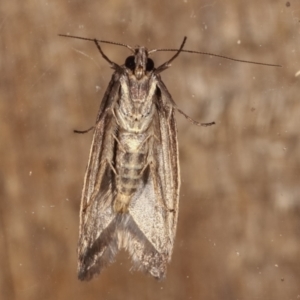 Oenochroa and Artiastis (genera) at Melba, ACT - 1 Mar 2021 09:18 PM