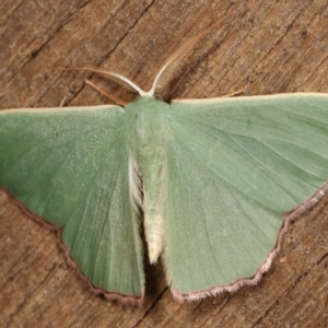 Prasinocyma semicrocea at Melba, ACT - 1 Mar 2021