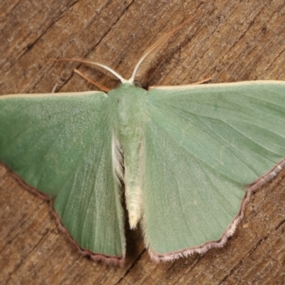 Prasinocyma semicrocea (Common Gum Emerald moth) at Melba, ACT - 1 Mar 2021 by kasiaaus