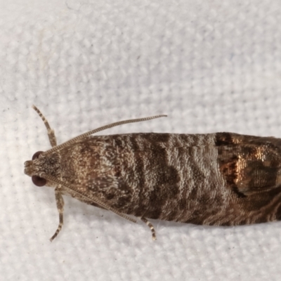 Cydia pomonella (Codling Moth) at Melba, ACT - 1 Mar 2021 by kasiaaus