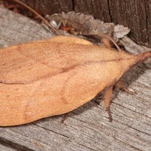 Pararguda nasuta at Melba, ACT - 1 Mar 2021 11:46 PM