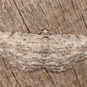 Psilosticha absorpta at Melba, ACT - 1 Mar 2021