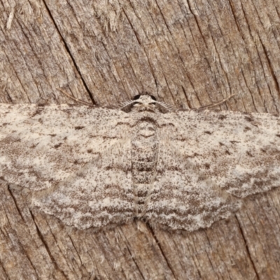 Psilosticha absorpta (Fine-waved Bark Moth) at Melba, ACT - 1 Mar 2021 by kasiaaus
