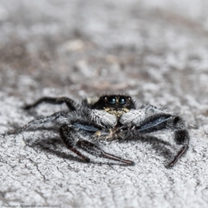 Ocrisiona leucocomis at Bruce, ACT - 5 Mar 2021 11:52 AM