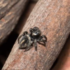 Salpesia sp. (genus) (Salpesia Jumping Spider) at Bruce, ACT - 5 Mar 2021 by Roger