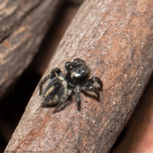 Salpesia sp. (genus) at Bruce, ACT - 5 Mar 2021