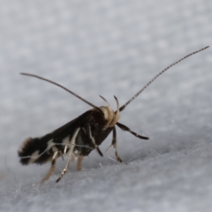 Elachista flammula at Melba, ACT - 1 Mar 2021