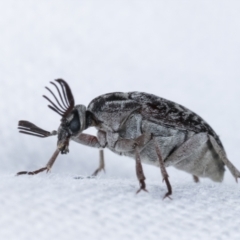 Ptilophorus persimilis at Melba, ACT - 1 Mar 2021