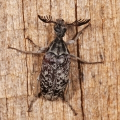 Ptilophorus persimilis at Melba, ACT - 1 Mar 2021