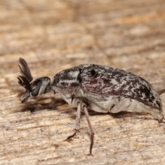 Ptilophorus persimilis at Melba, ACT - 1 Mar 2021