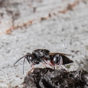 Chalcididae (family) at Bruce, ACT - 5 Mar 2021