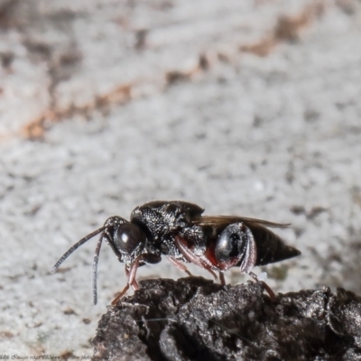 Chalcididae (family) (Unidentified chalcid wasp) at Bruce, ACT - 5 Mar 2021 by Roger