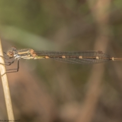 Austrolestes leda (Wandering Ringtail) at Bruce, ACT - 5 Mar 2021 by Roger