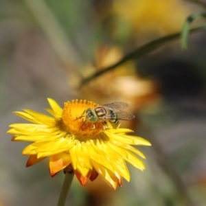 Bembix sp. (genus) at Acton, ACT - 5 Mar 2021