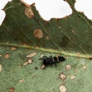 Harmonia conformis at Hughes, ACT - 2 Mar 2021