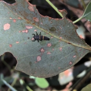 Harmonia conformis at Hughes, ACT - 2 Mar 2021