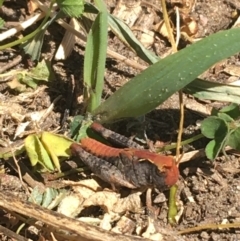 Austroicetes sp. (genus) (A grasshopper) at Tharwa Bridge - 4 Mar 2021 by Ned_Johnston