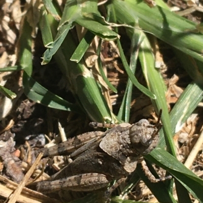 Pycnostictus sp. (genus) (A bandwing grasshopper) at Tharwa, ACT - 4 Mar 2021 by NedJohnston