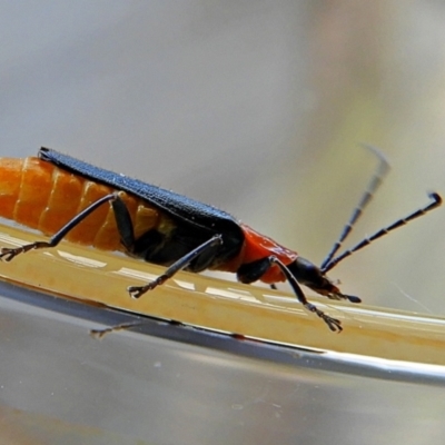 Chauliognathus tricolor (Tricolor soldier beetle) at Crooked Corner, NSW - 5 Mar 2021 by Milly