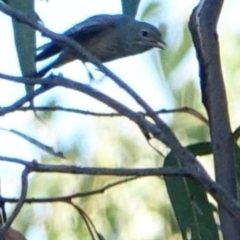 Pachycephala rufiventris (Rufous Whistler) at Hughes, ACT - 4 Mar 2021 by Ct1000