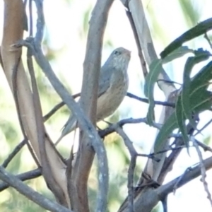 Pachycephala rufiventris at Hughes, ACT - 5 Mar 2021