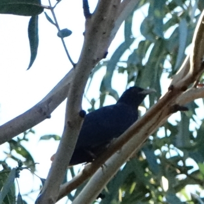 Eudynamys orientalis (Pacific Koel) at Hughes, ACT - 4 Mar 2021 by Ct1000