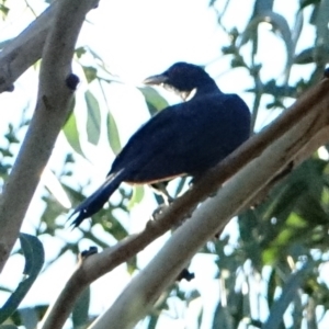 Eudynamys orientalis at Hughes, ACT - 5 Mar 2021