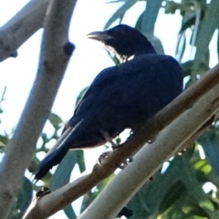 Eudynamys orientalis at Hughes, ACT - 5 Mar 2021 05:27 AM