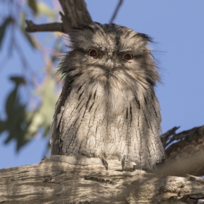 Podargus strigoides (Tawny Frogmouth) at Hawker, ACT - 4 Mar 2021 by AlisonMilton