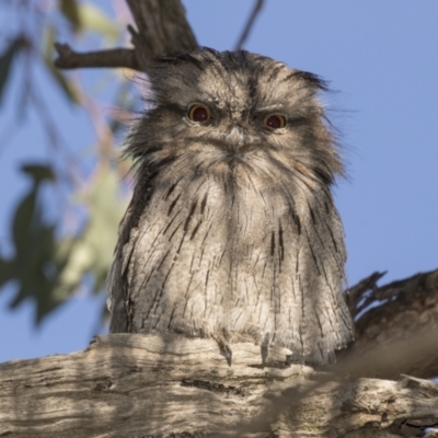 Podargus strigoides (Tawny Frogmouth) at The Pinnacle - 4 Mar 2021 by AlisonMilton