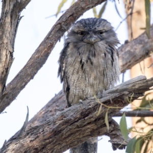 Podargus strigoides at Hawker, ACT - 5 Mar 2021