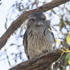 Podargus strigoides at Hawker, ACT - 5 Mar 2021