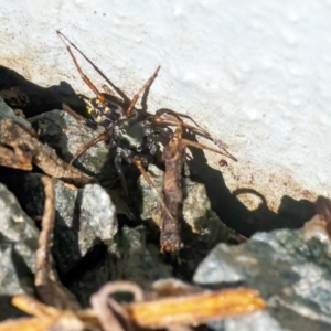 Zodariidae (family) at Googong, NSW - 4 Mar 2021