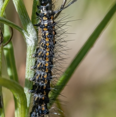 Nyctemera amicus (Senecio Moth, Magpie Moth, Cineraria Moth) at Googong, NSW - 5 Mar 2021 by WHall