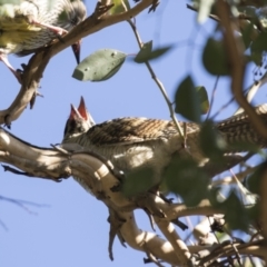 Eudynamys orientalis (Pacific Koel) at Belconnen, ACT - 3 Mar 2021 by AlisonMilton