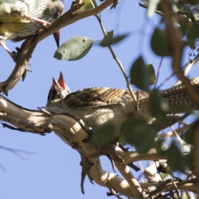 Eudynamys orientalis (Pacific Koel) at Belconnen, ACT - 4 Mar 2021 by AlisonMilton