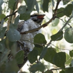 Eudynamys orientalis at Belconnen, ACT - 4 Mar 2021