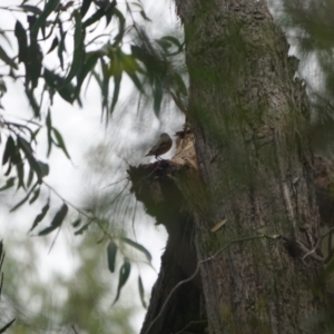 Pardalotus striatus at Acton, ACT - 27 Feb 2021