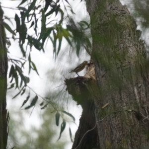 Pardalotus striatus at Acton, ACT - 27 Feb 2021