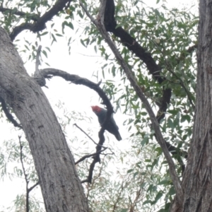 Callocephalon fimbriatum at Acton, ACT - suppressed