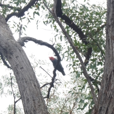 Callocephalon fimbriatum (Gang-gang Cockatoo) at Acton, ACT - 26 Feb 2021 by MReevesii00milktea