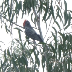 Callocephalon fimbriatum at Acton, ACT - suppressed