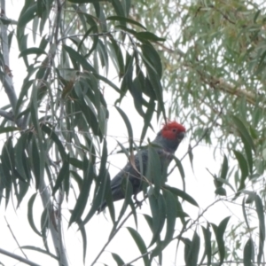 Callocephalon fimbriatum at Acton, ACT - suppressed