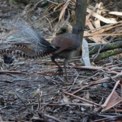 Menura novaehollandiae (Superb Lyrebird) at Paddys River, ACT - 16 Jul 2018 by MReevesii00milktea