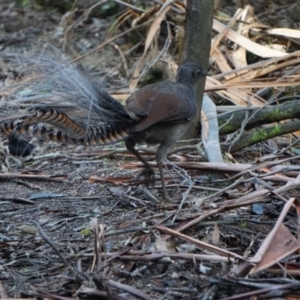 Menura novaehollandiae at Paddys River, ACT - 16 Jul 2018