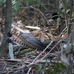 Menura novaehollandiae at Paddys River, ACT - 16 Jul 2018 09:24 AM