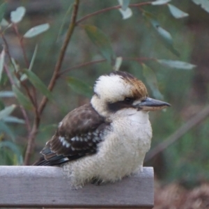 Dacelo novaeguineae at Acton, ACT - 7 May 2019 06:32 AM